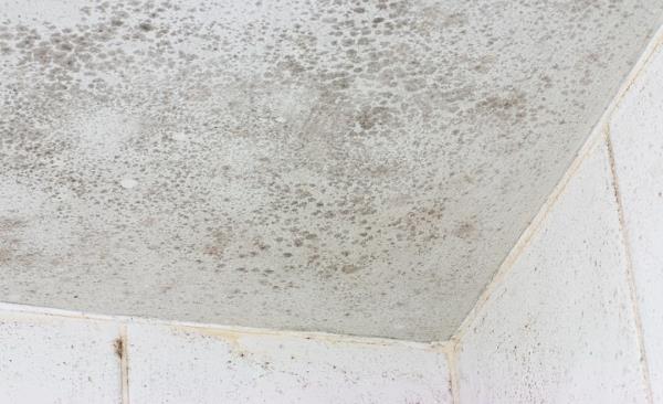 Mold Remediation by Northwest Restoration