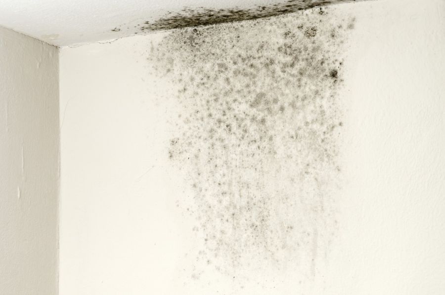 Mold Remediation by Northwest Restoration